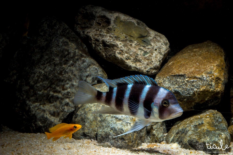 Cyphotilapia gibberosa 'Cape Mpimbwe'